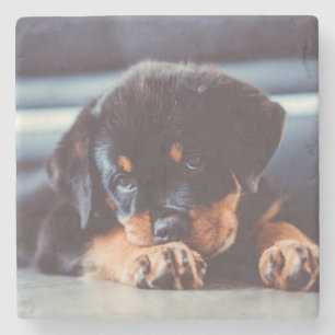 Posavasos De Piedra Descanso Adorable De Perro Rottweiler