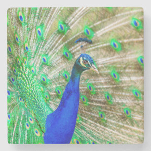 Posavasos De Piedra Desplome de pavo real