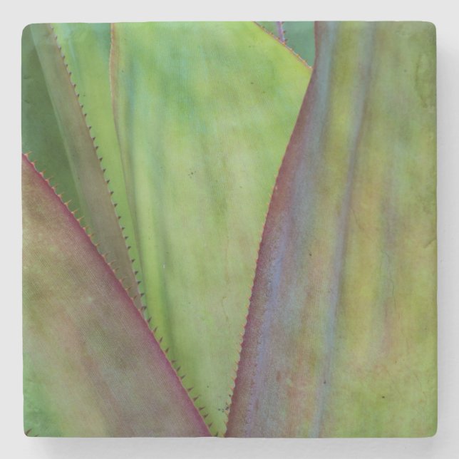 Posavasos De Piedra Detalle de planta agave (Anverso)