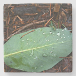 Posavasos De Piedra Dew Dappling Leaf