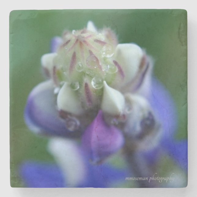 Posavasos De Piedra Dew Dappling Lupine (Anverso)