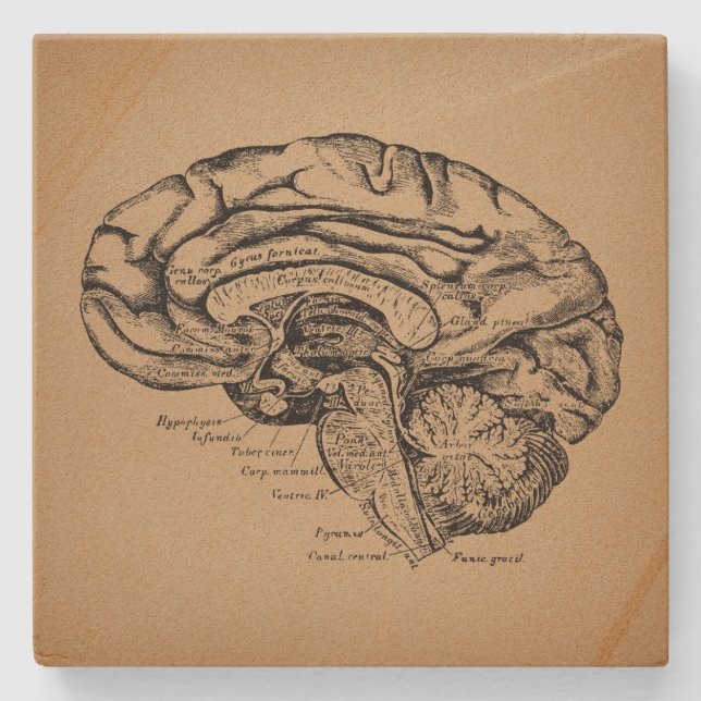 Posavasos De Piedra Diagrama del cerebro antiguo Anatomía médica arte (Anverso)