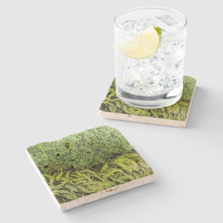Posavasos De Piedra Dibujo del musgo con el práctico de costa verde de