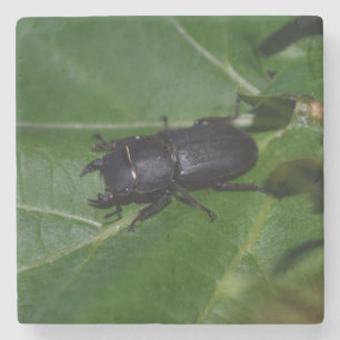 Posavasos De Piedra Dorcus parallelipipedus, el ciervo volante menor