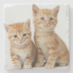 Posavasos De Piedra Dos gatitos adorables