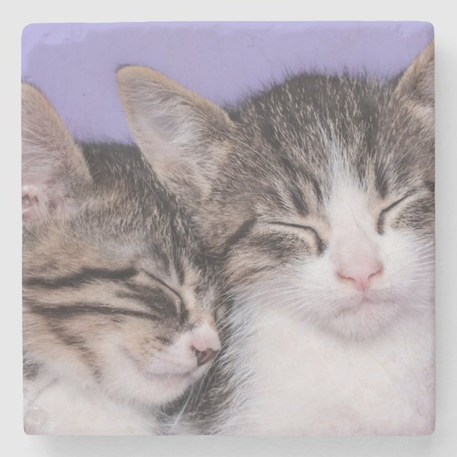 Posavasos De Piedra Dos gatitos lindos Napping (Anverso)