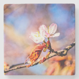 Posavasos De Piedra Dos increíbles flores de Sakura. Fondo rosa, azul.