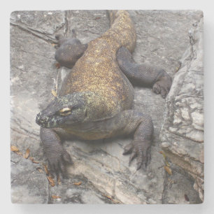 Posavasos De Piedra Dragón de Komodo en Roca Iluminada por el Sol