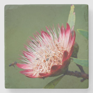 Posavasos De Piedra Drakensberg Sugarbush (Protea Dracomontana)