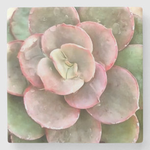 Posavasos De Piedra Echeveria Cactus Suculento Pintura Acrílica