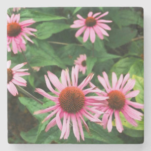 Posavasos De Piedra Echinacea Purpurea, deflor morado