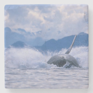 Posavasos De Piedra EE. UU., Alaska, Bosque Nacional Tongass, Jorobado