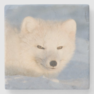Posavasos De Piedra EE.UU., Alaska, Fox