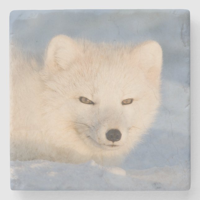 Posavasos De Piedra EE. UU., Alaska, Fox (Anverso)