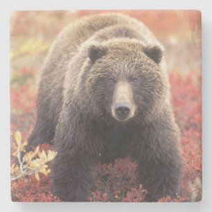 Posavasos De Piedra EE. UU., Alaska, Parque Nacional Denali, osa grizz