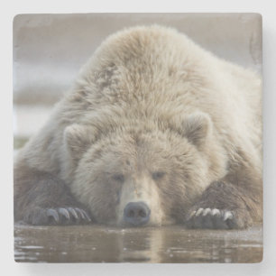 Posavasos De Piedra EE. UU., Alaska, Parque Nacional Katmai, Oso Pardo