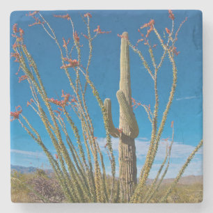 Posavasos De Piedra EE. UU., Arizona. Cactus en el Parque Nacional Sag