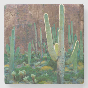 Posavasos De Piedra EE. UU., Arizona. Campo de cactus saguaro junto a 