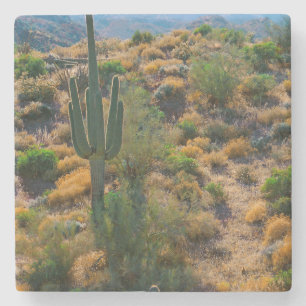 Posavasos De Piedra EE. UU., Arizona. Desert View
