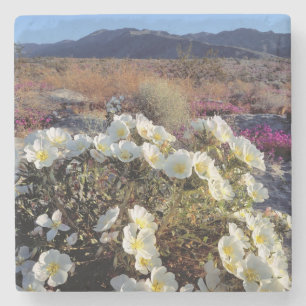 Posavasos De Piedra EE. UU., California, Anza-Borrego DSP. Dune evenin