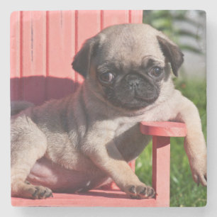 Posavasos De Piedra EE. UU., California. Cachorro de pug encorvado
