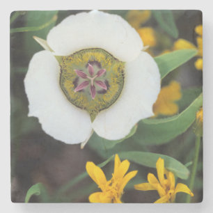 Posavasos De Piedra EE. UU., Colorado. Mariposa tulipán