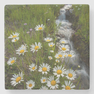 Posavasos De Piedra EE. UU., Colorado, montañas de San Juan. Margarita