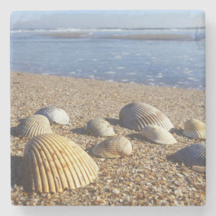 Posavasos De Piedra EE. UU., Florida, conchas marinas costeras