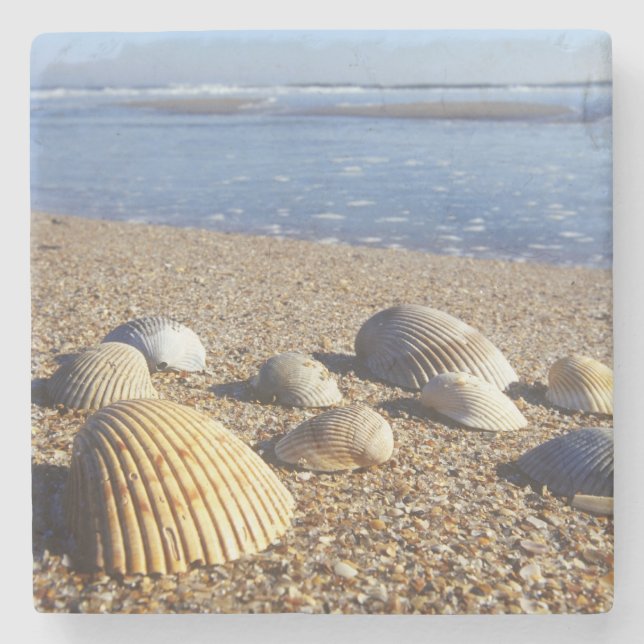 Posavasos De Piedra EE. UU., Florida, conchas marinas costeras (Anverso)