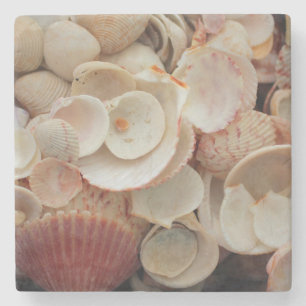 Posavasos De Piedra EE. UU., Florida. Primer plano de conchas en Santa
