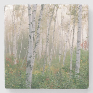 Posavasos De Piedra EE. UU., New Hampshire. Abedules en niebla que se 