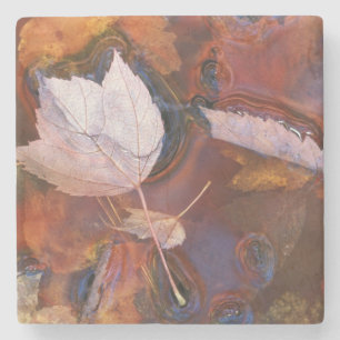 Posavasos De Piedra EE. UU., Nordeste, Hojas de otoño en charco con