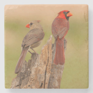 Posavasos De Piedra EE. UU., Texas, condado de Hidalgo. Pareja de card
