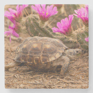 Posavasos De Piedra EE. UU., Texas, condado de Hidalgo. Tortuga