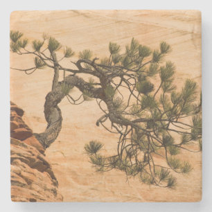 Posavasos De Piedra EE. UU., Utah, Parque Nacional Zion. Pino