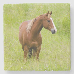 Posavasos De Piedra EE. UU., Washington, Caballo en Campo de Primavera
