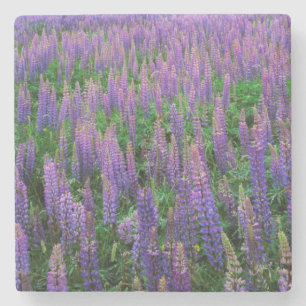 Posavasos De Piedra EE. UU., Washington, Condado de Clallam, Lupine