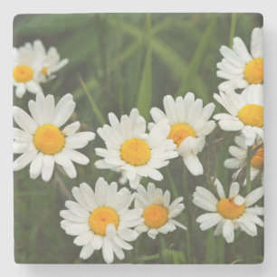 Posavasos De Piedra EE.UU., Washington, Seattle, Puget Sound 3