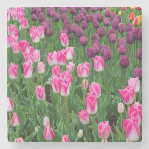 Posavasos De Piedra EE. UU., Washington. Tulipanes en flor