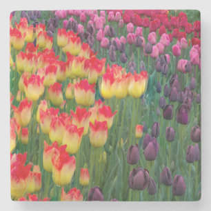 Posavasos De Piedra EE. UU., Washington. Tulipanes en flor 2