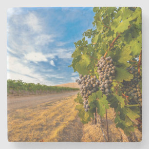 Posavasos De Piedra EE.UU., Washington, Yakima Valley. Uvas Merlot