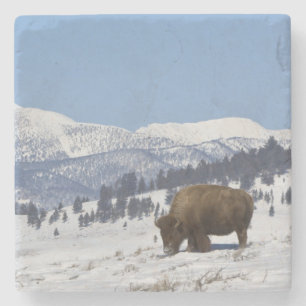Posavasos De Piedra EE. UU., WY, Parque Nacional Yellowstone, Bisonte 