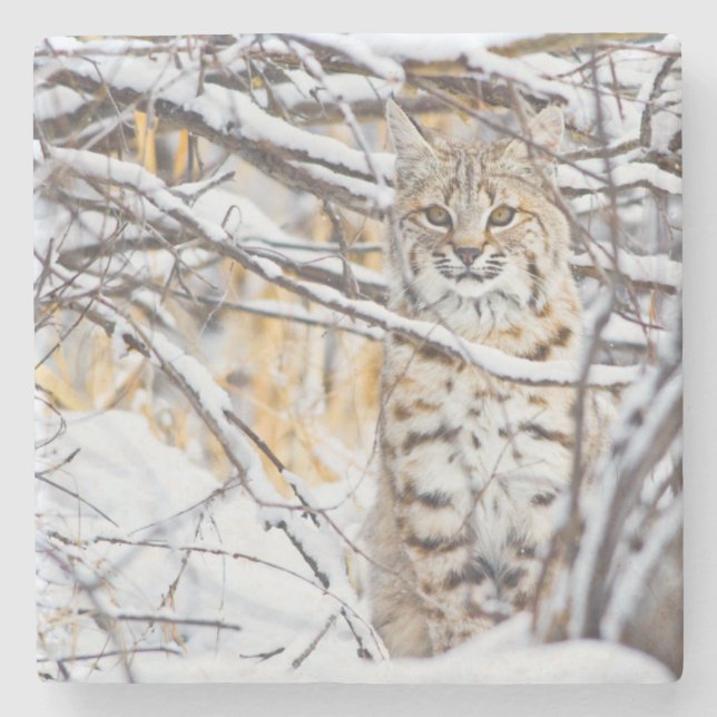 Posavasos De Piedra EE.UU., Wyoming, Bobcat (Anverso)