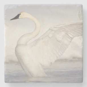 Posavasos De Piedra EE. UU., Wyoming, cisne trompetero estira alas