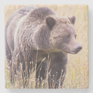 Posavasos De Piedra EE. UU., Wyoming, Parque Nacional Yellowstone, Oso