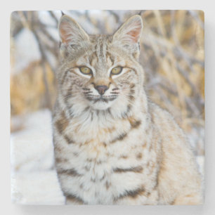 Posavasos De Piedra EE. UU., Wyoming, Retrato de Lince rojo