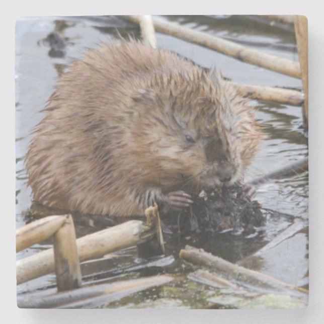 Posavasos De Piedra EEUU, Nebraska. Beaver (Anverso)