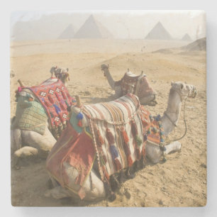 Posavasos De Piedra Egipto, El Cairo. Camellos descansando