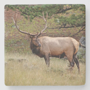 Posavasos De Piedra El alce en la montaña rusa de la plaza salvaje