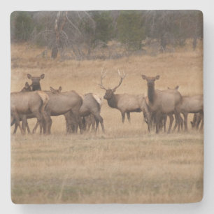 Posavasos De Piedra El alce en la montaña rusa de la plaza salvaje